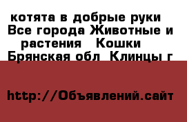 котята в добрые руки - Все города Животные и растения » Кошки   . Брянская обл.,Клинцы г.